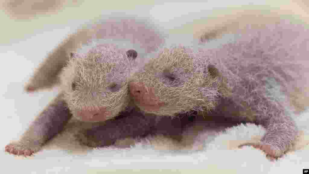 This photo released by the Zoo Berlin shows newborn panda twins at the zoo in Berlin. (© 2024 Zoo Berlin via AP)