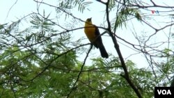 El turpial montañero o toche (Icterus chrysater) se distribuye a lo largo de Centroamérica y norte de Sudamérica. Foto: Johan Reyes, VOA. 