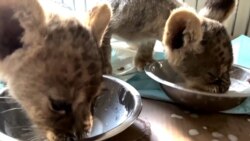 Spaseni lavići u Libanu