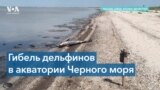 Война в Украине привела к гибели тысяч дельфинов 