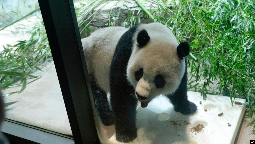 China suggests giant pandas could return to US by end of 2024