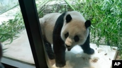Huge panda Xiao Qi Ji roams in his enclosure on the Smithsonian's Nationwide Zoo in Washington, Sept. 28, 2023.