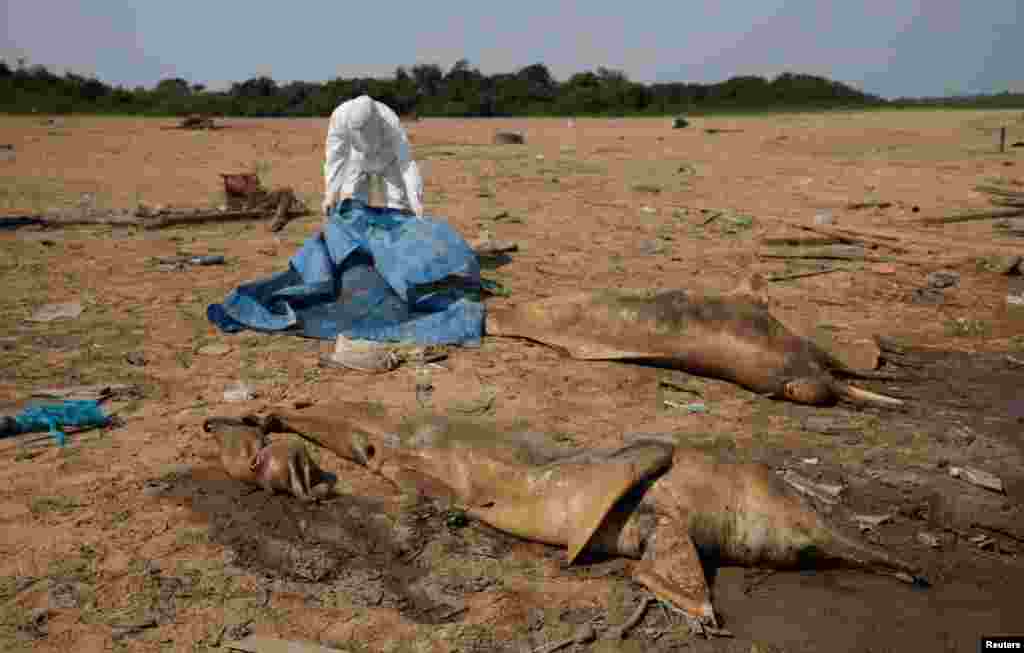 Истражувач од Институтот за одржлив развој Мамирауа извлекува мртви делфини од езерото Тефе кое е погодено од високите температури и сушата во Тефе, државата Амазонас, Бразил, 2 октомври 2023 година.