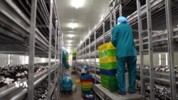 هەرێمی کوردستان، لە هاوردەکردنی قارچکەوە بۆ هەناردەکردنی