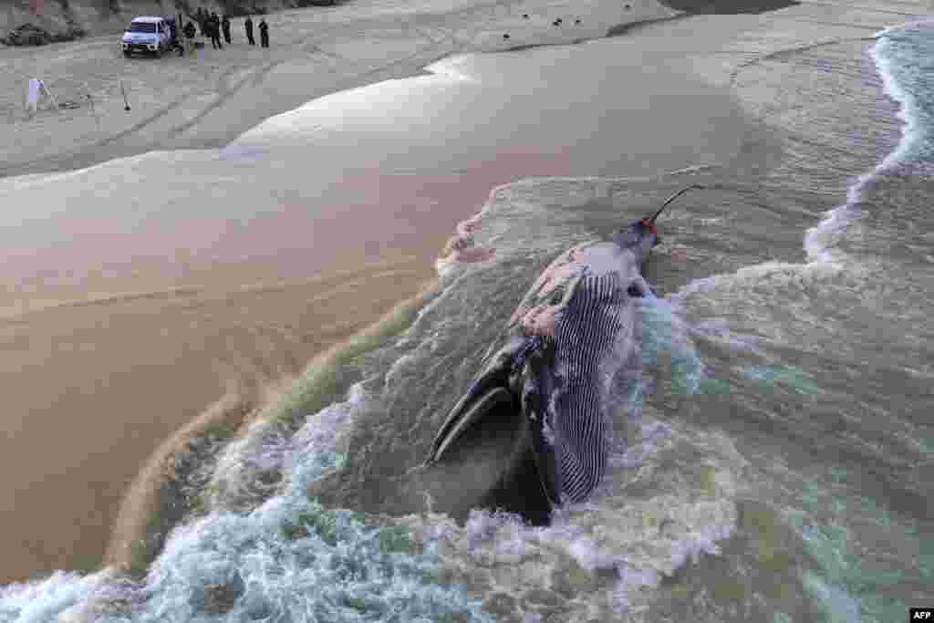 Seekor paus Bryde jantan (Balaenoptera brydei) ditemukan mati di pantai di Praia do Rosa, kota Imbituba, Negara Bagian Santa Catarina, Brazil. (AFP)&nbsp;