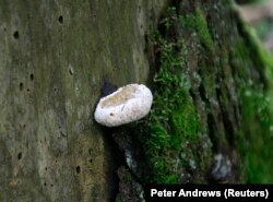 Jamur tumbuh di pepohonan di hutan purba terakhir di Eropa, Hutan Purba Bialowieza, 23 Juli 2009. (Foto: REUTERS/Peter Andrews)