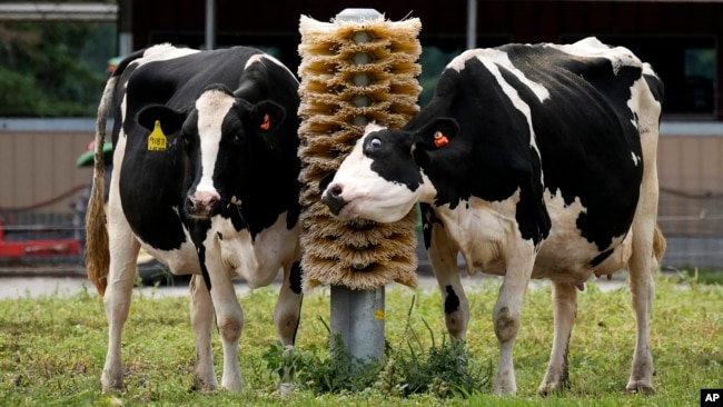 FILE - Dairy cows stand in a field outside of a milking barn at the US Department of Agriculture's National Animal Disease Center research facility in Ames, Iowa, Aug. 6, 2024.