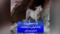 ثبت تصاویری از پلنگ ایرانی در ارتفاعات استان لرستان