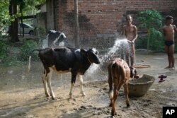 A villager sprays water on his livestock to protect them from heat in Ballia district, Uttar Pradesh state, India, Monday, June 19, 2023.