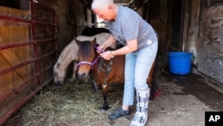 Lisa Moad, owner of Seven Oaks Farm, puts a head-collar on one of her miniature horses in Hamilton, Ohio, Aug. 6, 2024.