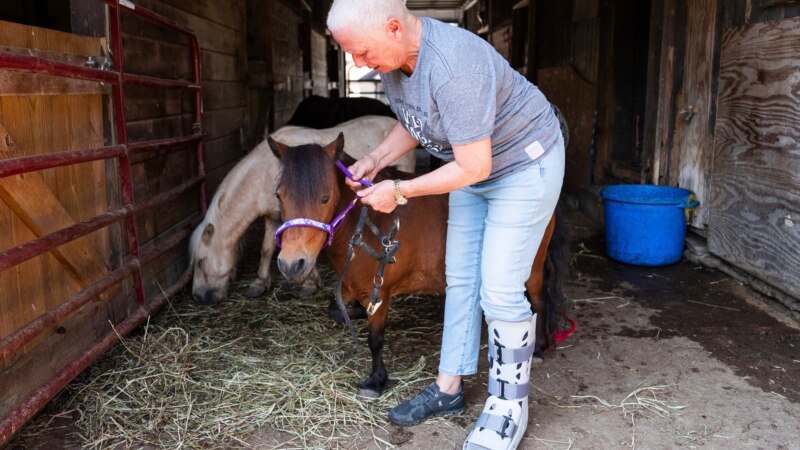 Mini farm animals become trendy in US