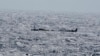 FILE - Migrants crowd a wooden boat near the Canary island of El Hierro, Spain, Aug. 18, 2024.