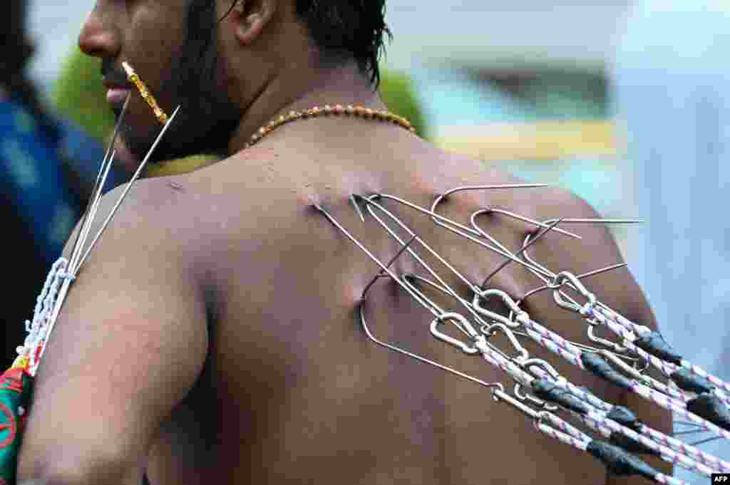 A Hindu devotee with multiple piercings takes part in a procession to mark the Thaipusam festival in Singapore.