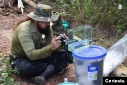 El investigador llamó “Moema Juanderibaensis” a esta especie, que tiene la capacidad de salirse voluntariamente del agua y sobrevivir. [Foto de cortesía]