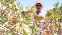 چاندنی فستق لە کۆبانێ بووە بە بژێوی ژیانی زۆرێک لە خێزانەکان