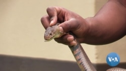 Snakebite Risk Worsens in Eswatini Because of Antivenom Scarcity 