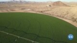 Arizona Saudiya fermasini haydamoqda