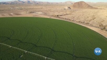 Arizona Saudiya fermasini haydamoqda