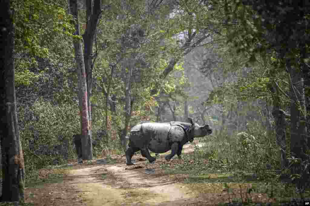 A Greater One-Horned Rhinoceros crosses a trail inside the Pobitora Wildlife Sanctuary on the outskirts of Guwahati, India.