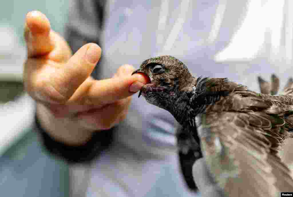 A volunteer feeds a swift chick after it was found on the ground during a heatwave, at the Centre Ornithologique de Readaptation in Genthod near Geneva, Switzerland, July 25, 2023.