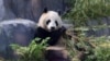 Beruang panda Xin Bao di kandang Panda Ridge, Kebun Binatang San Diego di San Diego, California, Amerika Serikat, 7 Agustus 2024. (Mario Anzuoni/REUTERS)