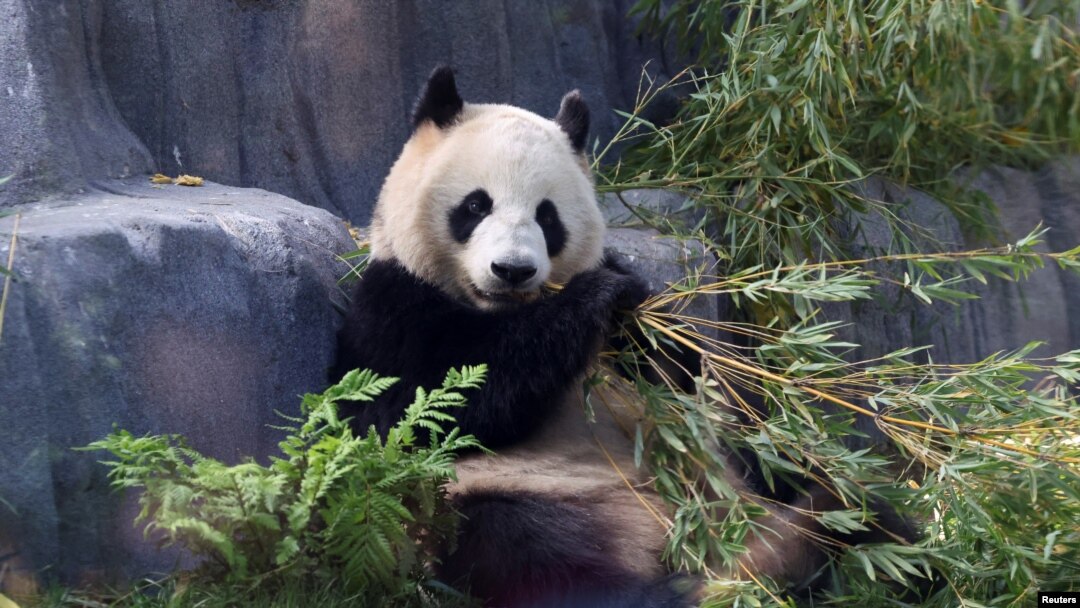 Beruang panda Xin Bao di kandang Panda Ridge, Kebun Binatang San Diego di San Diego, California, Amerika Serikat, 7 Agustus 2024. (Mario Anzuoni/REUTERS)