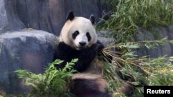 Beruang panda Xin Bao di kandang Panda Ridge, Kebun Binatang San Diego di San Diego, California, Amerika Serikat, 7 Agustus 2024. (Mario Anzuoni/REUTERS)