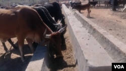 New cattle holding pen in Garanyemba, Gwanda South