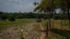 Areas that were historically flooded on the banks of the main rivers of the Amazon are completely dry, like this lake in Iranduba, Oct. 4, 2023