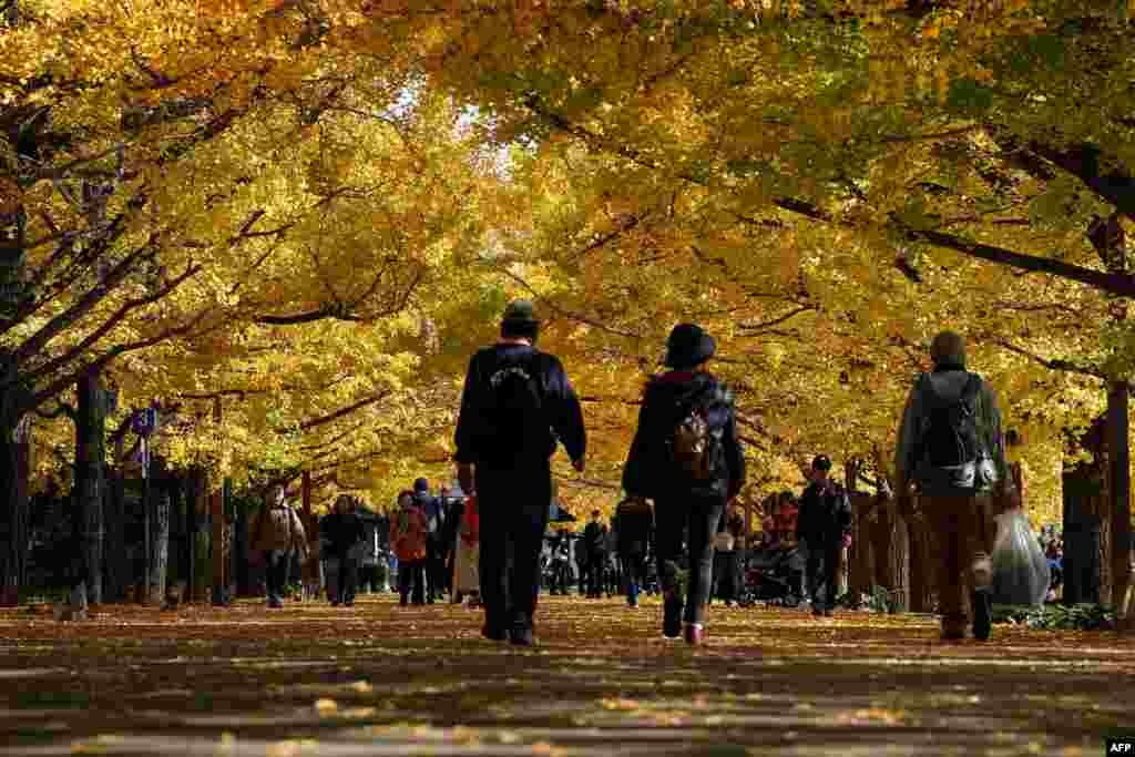 People stroll along the ginkgo tree line at Show Kinen Park in Tachikawa, Tokyo prefecture, Japan. &nbsp;(Photo by Kazuhiro NOGI / AFP)