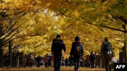 People stroll along the ginkgo tree line at Show Kinen Park in Tachikawa, Tokyo prefecture, Japan.