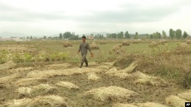 북한 황해남도의 한 농장에서 주민들이 추수를 하고 있다. (자료사진)