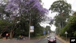 FILE - A Jacaranda tree in bloom in Nairobi, Oct. 26, 2023. Every year in early October, clusters of purple haze dot Nairobi's tree line as the city's jacaranda trees come into bloom. 