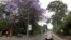 FILE - A Jacaranda tree in bloom in Nairobi, Oct. 26, 2023. Every year in early October, clusters of purple haze dot Nairobi's tree line as the city's jacaranda trees come into bloom. 