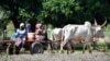 (FILE) Women are transported by a bullock cart in the village of Binmar, Chad, Friday, July 19, 2024.