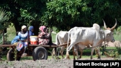 (FILE) Women are transported by a bullock cart in the village of Binmar, Chad, Friday, July 19, 2024.