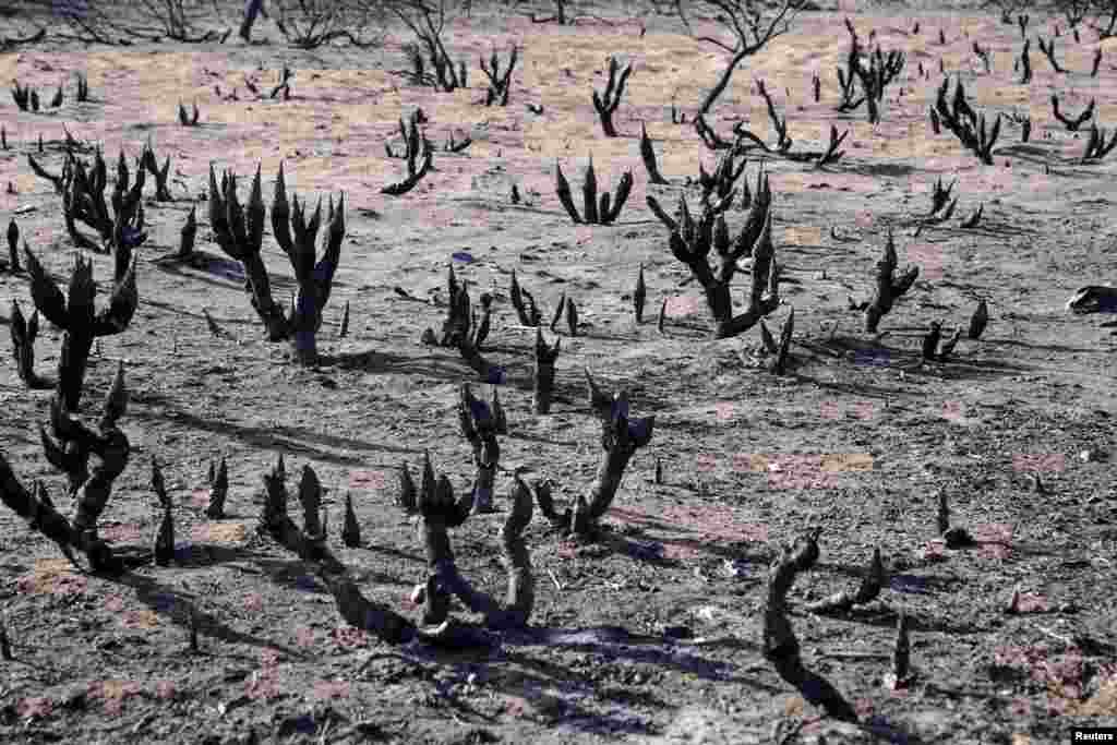 A view of Yucca plants that were burned by the Smokehouse Creek wildfire in Canadian, Texas.