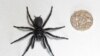 Largest Male Specimen of World's Most Venomous Spider Found in Australia 