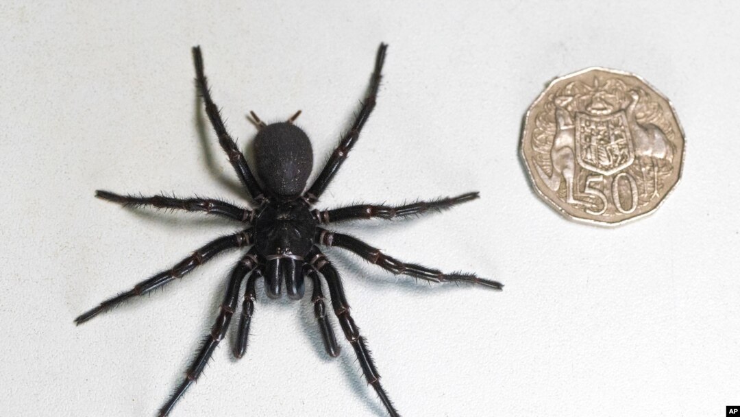 In this Dec. 10, 2023, photo supplied by the Australian Reptile Park, a male specimen of the Sydney funnel-web spider, the world's most poisonous arachnid, has been found and donated to the Australian Reptile Park, north of Sydney. 