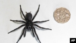 In this Dec. 10, 2023, photo supplied by the Australian Reptile Park, a male specimen of the Sydney funnel-web spider, the world's most poisonous arachnid, has been found and donated to the Australian Reptile Park, north of Sydney. 