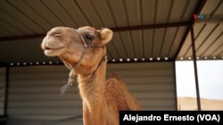 Uno de los camellos que conviven con los beduinos en la aldea de Al Bat, en el desierto del Néguev.