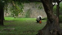 中美關係緊張之際 華盛頓國家動物園為熊貓送行