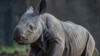 Crni nosorog rođen u Engleskoj (Foto: Chester zoo vrt)