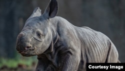 Crni nosorog rođen u Engleskoj (Foto: Chester zoo vrt)