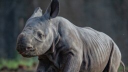 Crni nosorog rođen u Engleskoj (Foto: Chester zoo vrt)