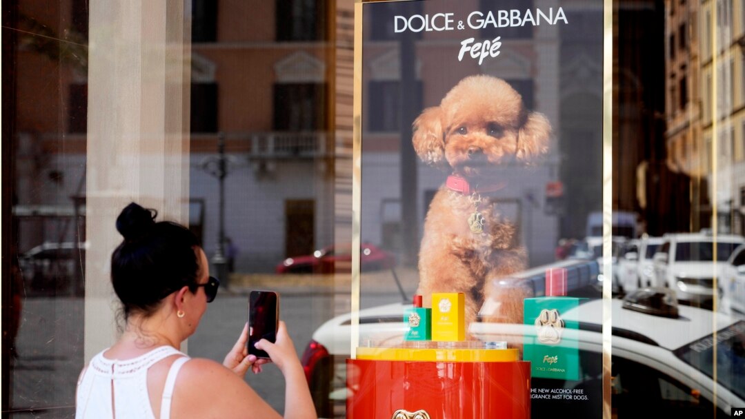 The new Dolce and Gabbana dog perfume called "Fefe" in honor of Domenico Dolce's dog and released earlier this month is displayed on the shop window of the fashion brand boutique in Rome, Aug. 6, 2024. 