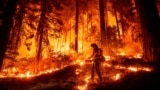 A firefighter uses a drip torch to burn vegetation while trying to stop the Park Fire from near Mill Creek in Tehama County, California.