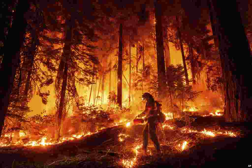 A firefighter uses a drip torch to burn vegetation while trying to stop the Park Fire from near Mill Creek in Tehama County, California.