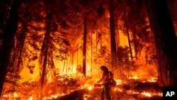 A firefighter uses a drip torch to burn vegetation while trying to stop the Park Fire from near Mill Creek in Tehama County, California.