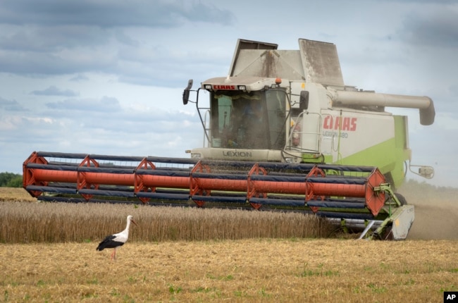 Food prices are rising as countries limit exports. Blame climate change, El Nino and Russia’s war. (AP Photo/Efrem Lukatsky, File)